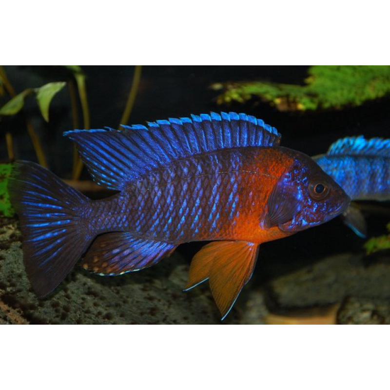 Aulonocara Red Flash 8cm